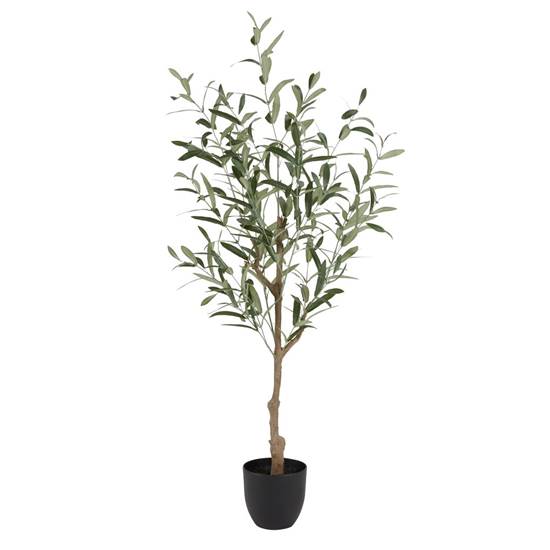 HAVHEST skrautplanta H125cm olive